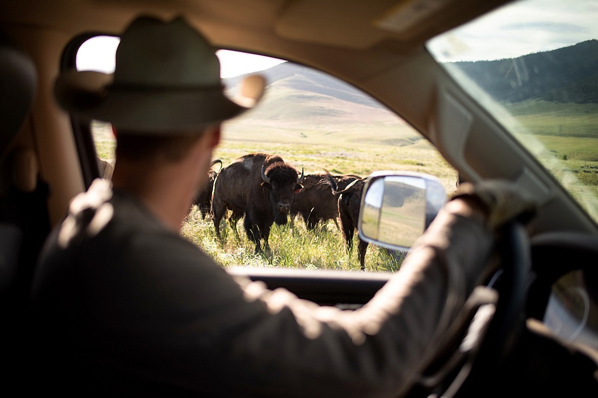 Couple realizes longtime dream of running bison ranch Daily Inter Lake